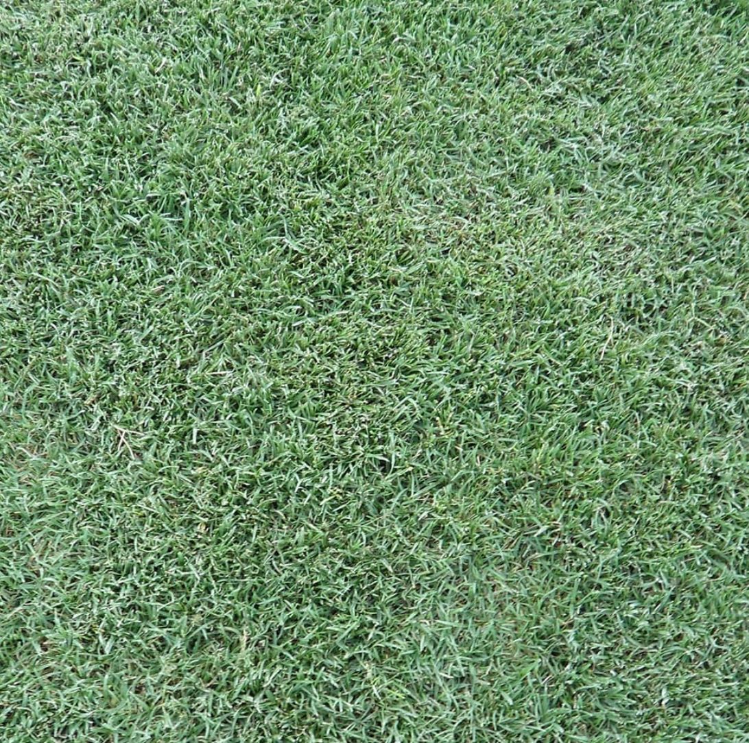 celebration-bermuda-sod